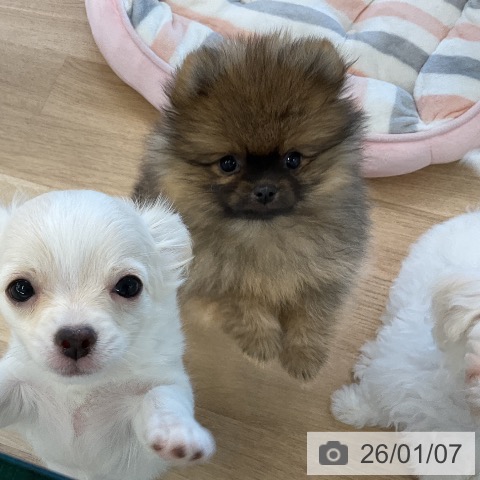 千葉県のポメラニアン (ペットプラス コトエ流山おおたかの森店/2025年10月22日生まれ/女の子/オレンジ)の子犬の3枚目の画像