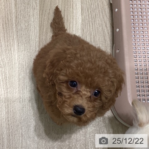 東京都のトイプードル(トイ) (ペットプラス 立川高島屋S.C.店/2025年10月18日生まれ/男の子/アプリコット)の子犬の4枚目の画像