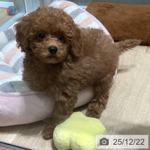 東京都のトイプードル(トイ) (ペットプラス 立川高島屋S.C.店/2025年10月18日生まれ/男の子/アプリコット)の子犬の3枚目の画像