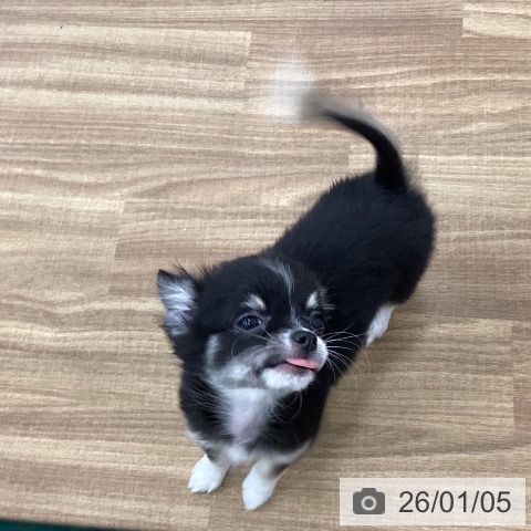 茨城県のチワワ(ロング) (ペッツワン 古河店/2025年10月21日生まれ/男の子/ブラックタンホワイト)の子犬の4枚目の画像