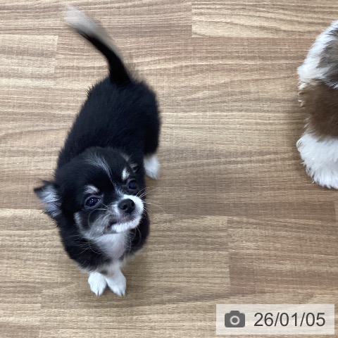 茨城県のチワワ(ロング) (ペッツワン 古河店/2025年10月21日生まれ/男の子/ブラックタンホワイト)の子犬の3枚目の画像