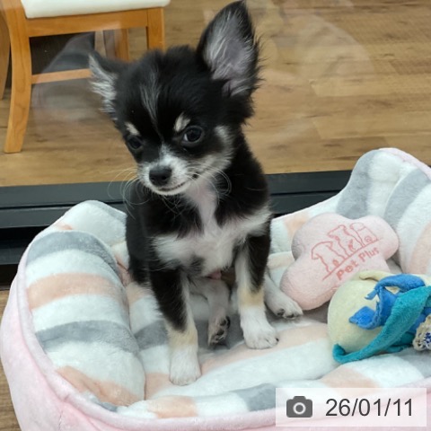 茨城県のチワワ(ロング) (ペッツワン 古河店/2025年10月21日生まれ/男の子/ブラックタンホワイト)の子犬の4枚目の画像