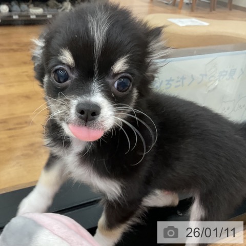 茨城県のチワワ(ロング) (ペッツワン 古河店/2025年10月21日生まれ/男の子/ブラックタンホワイト)の子犬の3枚目の画像