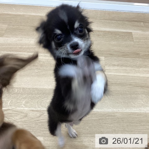 群馬県のチワワ(ロング) (ペットプラス 前橋店/2025年10月21日生まれ/男の子/ブラックタンホワイト)の子犬の3枚目の画像