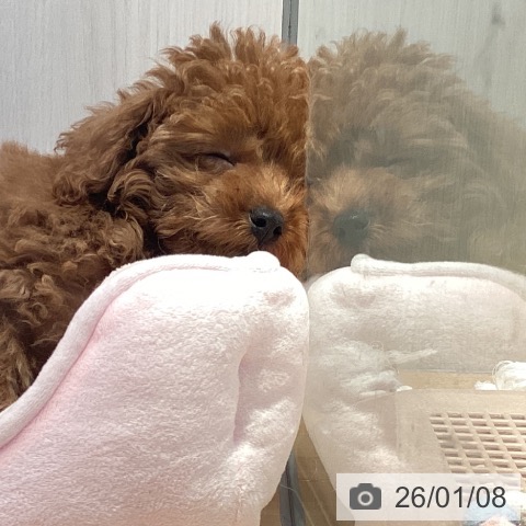 山形県のトイプードル(トイ) (ペットプラス 天童店/2025年10月20日生まれ/男の子/レッド)の子犬の4枚目の画像