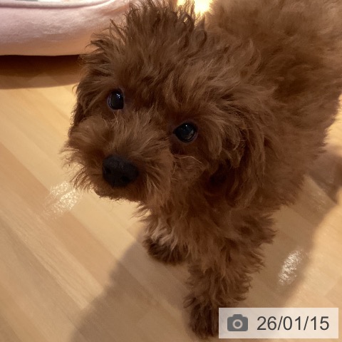 山形県のトイプードル(トイ) (ペットプラス 天童店/2025年10月20日生まれ/男の子/レッド)の子犬の3枚目の画像