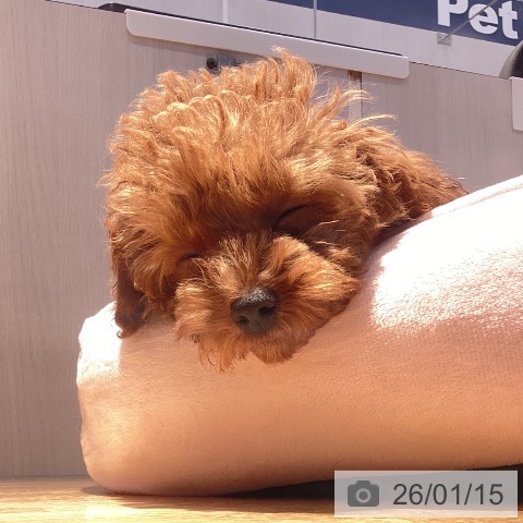 山形県のトイプードル(トイ) (ペットプラス 天童店/2025年10月20日生まれ/男の子/レッド)の子犬の3枚目の画像