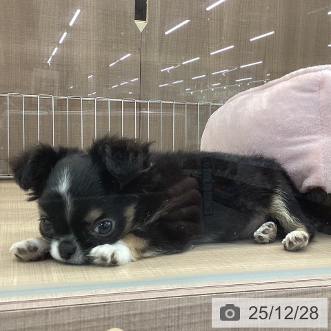 神奈川県のチワワ(ロング) (ペッツワン 横須賀久里浜店/2025年10月22日生まれ/男の子/ブラックタンホワイト)の子犬の3枚目の画像