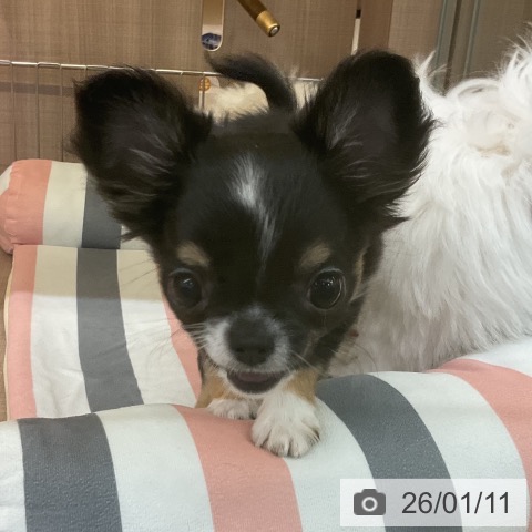 神奈川県のチワワ(ロング) (ペッツワン 横須賀久里浜店/2025年10月22日生まれ/男の子/ブラックタンホワイト)の子犬の4枚目の画像