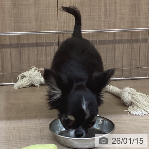 神奈川県のチワワ(ロング) (ペッツワン 横須賀久里浜店/2025年10月22日生まれ/男の子/ブラックタンホワイト)の子犬の4枚目の画像