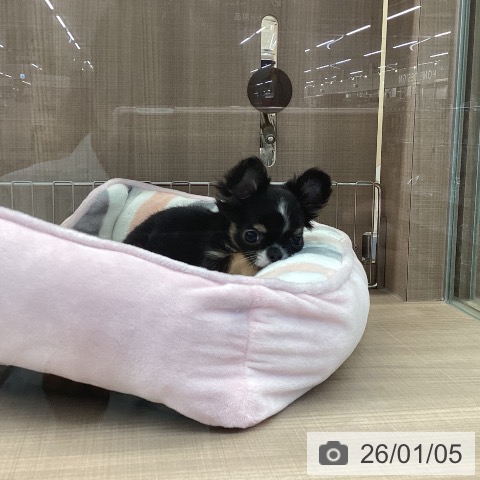 神奈川県のチワワ(ロング) (ペッツワン 横須賀久里浜店/2025年10月22日生まれ/男の子/ブラックタンホワイト)の子犬の3枚目の画像