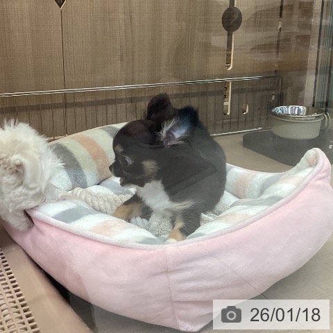 神奈川県のチワワ(ロング) (ペッツワン 横須賀久里浜店/2025年10月22日生まれ/男の子/ブラックタンホワイト)の子犬の3枚目の画像