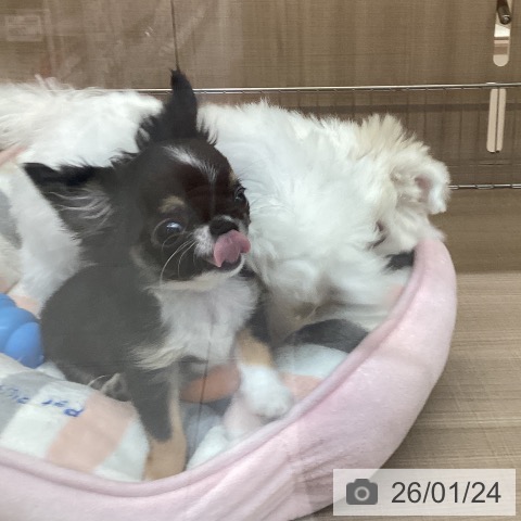 神奈川県のチワワ(ロング) (ペッツワン 横須賀久里浜店/2025年10月22日生まれ/男の子/ブラックタンホワイト)の子犬の4枚目の画像