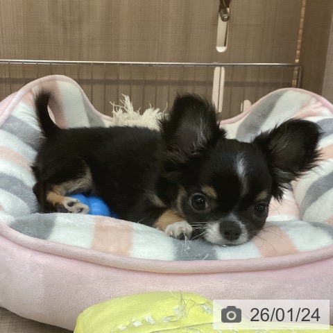 神奈川県のチワワ(ロング) (ペッツワン 横須賀久里浜店/2025年10月22日生まれ/男の子/ブラックタンホワイト)の子犬の3枚目の画像
