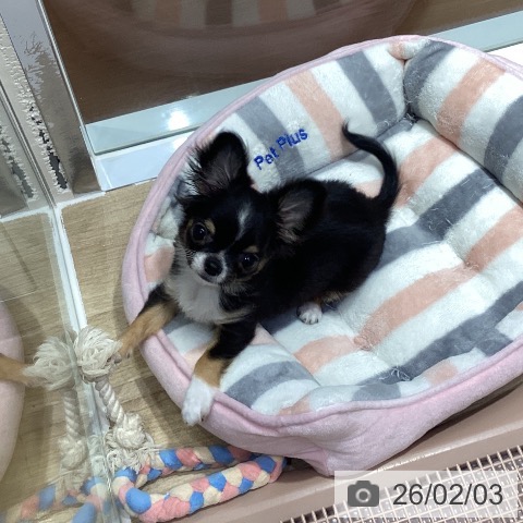 神奈川県のチワワ(ロング) (ペットプラス ビアレ横浜店/2025年10月22日生まれ/男の子/ブラックタンホワイト)の子犬の3枚目の画像