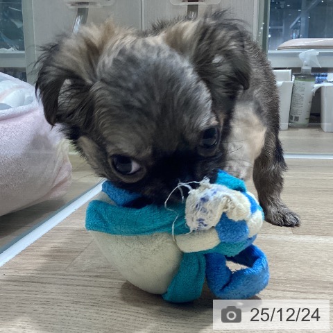 茨城県のチワワ(ロング) (ペットプラス つくば店/2025年10月22日生まれ/男の子/フォーンセーブルホワイト)の子犬の3枚目の画像