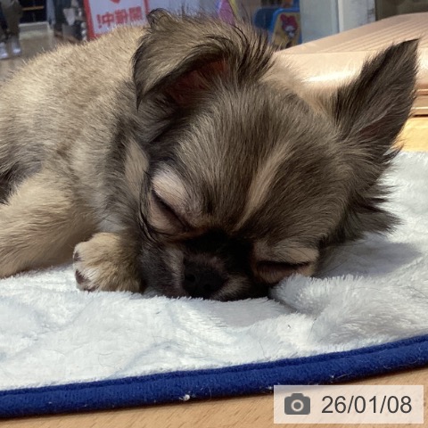 山形県のチワワ(ロング) (ペットプラス 天童店/2025年10月22日生まれ/男の子/フォーンセーブルホワイト)の子犬の4枚目の画像