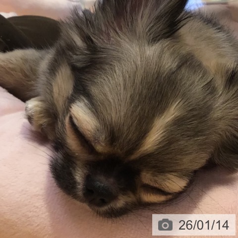 山形県のチワワ(ロング) (ペットプラス 天童店/2025年10月22日生まれ/男の子/フォーンセーブルホワイト)の子犬の3枚目の画像