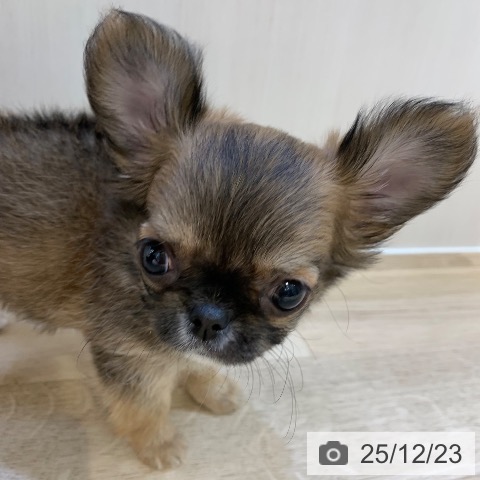 東京都のチワワ(ロング) (ペットプラス アクアシティお台場店/2025年10月22日生まれ/女の子/レッドセーブルホワイト)の子犬の4枚目の画像