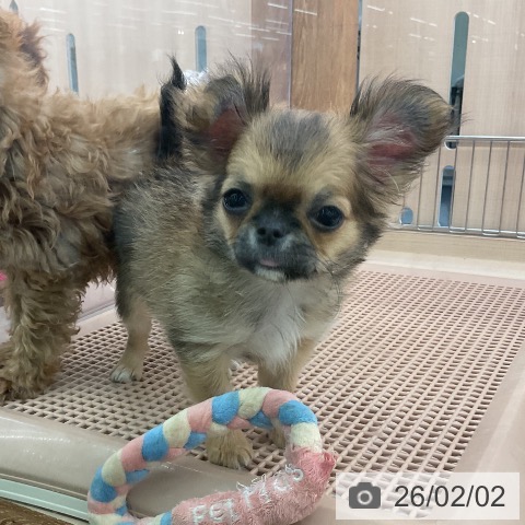 東京都のチワワ(ロング) (ペッツワン 南砂町SUNAMO店/2025年10月22日生まれ/女の子/レッドセーブルホワイト)の子犬の4枚目の画像