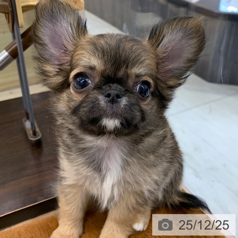 東京都のチワワ(ロング) (ペットプラス アクアシティお台場店/2025年10月22日生まれ/女の子/レッドセーブルホワイト)の子犬の3枚目の画像