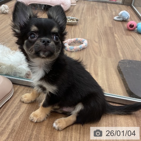 茨城県のチワワ(ロング) (ペッツワン 古河店/2025年10月21日生まれ/男の子/ブラックタンホワイト)の子犬の4枚目の画像