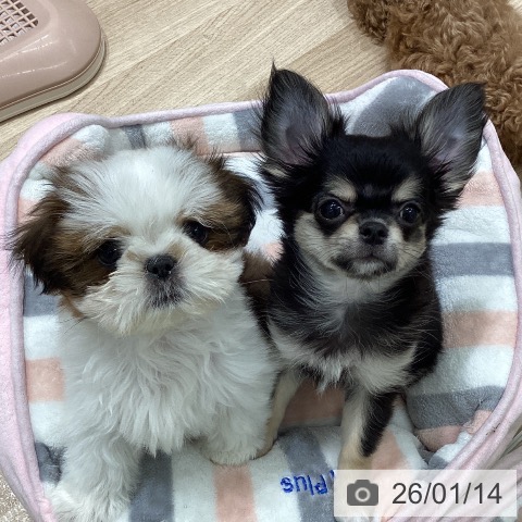 宮城県のチワワ(ロング) (ペットプラス 名取店/2025年10月21日生まれ/女の子/ブラックタンホワイト)の子犬の4枚目の画像