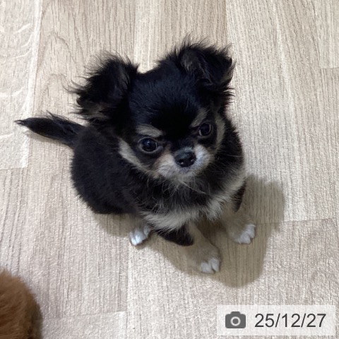 チワワの写真