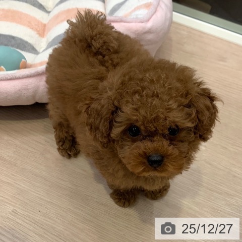 トイ・プードルの写真