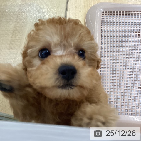 埼玉県のトイプードル(トイ) (ペットプラス 浦和美園店/2025年10月19日生まれ/女の子/レッド)の子犬の4枚目の画像