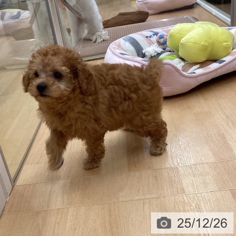 埼玉県のトイプードル(トイ) (ペットプラス 浦和美園店/2025年10月19日生まれ/女の子/レッド)の子犬の3枚目の画像