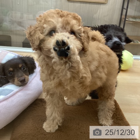 埼玉県のトイプードル(トイ) (ペットプラス 浦和美園店/2025年10月19日生まれ/女の子/レッド)の子犬の3枚目の画像