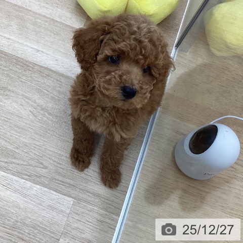 福島県のトイプードル(トイ) (ペットプラス 福島店/2025年10月23日生まれ/男の子/レッド)の子犬の4枚目の画像