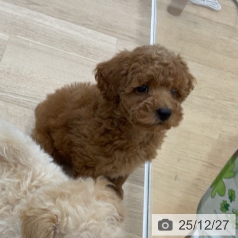 福島県のトイプードル(トイ) (ペットプラス 福島店/2025年10月23日生まれ/男の子/レッド)の子犬の3枚目の画像