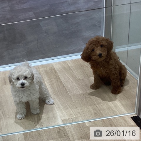 宮城県のトイプードル(トイ) (ペットプラス 名取店/2025年10月23日生まれ/女の子/レッド)の子犬の3枚目の画像