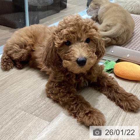 宮城県のトイプードル(トイ) (ペットプラス 名取店/2025年10月23日生まれ/女の子/レッド)の子犬の3枚目の画像