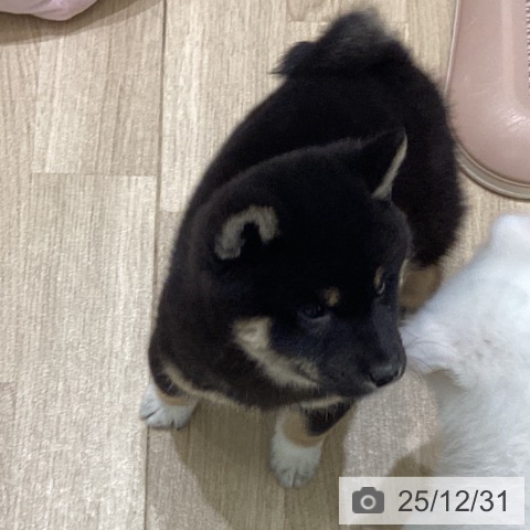 岩手県の柴犬(標準サイズ) (ペットプラス 盛岡南店/2025年10月23日生まれ/男の子/黒)の子犬の3枚目の画像