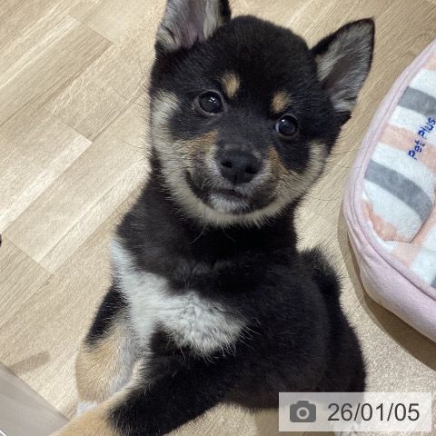 長野県の柴犬(標準サイズ) (ペットプラス 須坂店/2025年10月23日生まれ/女の子/黒)の子犬の3枚目の画像