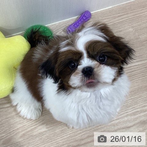 シー・ズーの写真