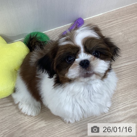 シー・ズーの写真