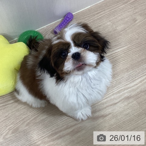 シー・ズーの写真