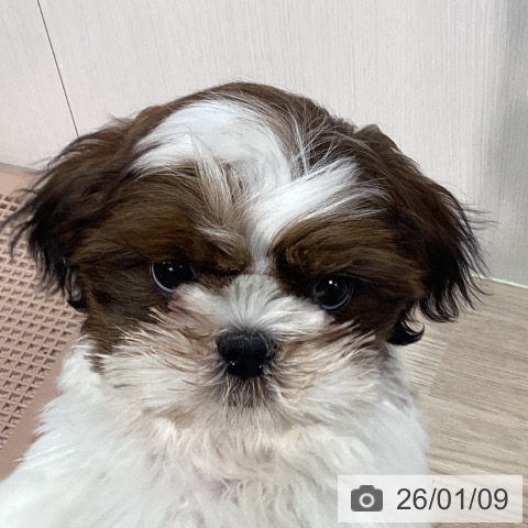 千葉県のシーズー (ペットプラス 柏店/2025年10月23日生まれ/男の子/ゴールドホワイト)の子犬の4枚目の画像