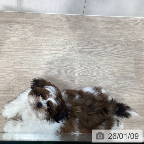 千葉県のシーズー (ペットプラス 柏店/2025年10月23日生まれ/男の子/ゴールドホワイト)の子犬の3枚目の画像