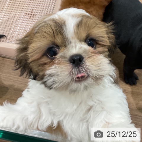 埼玉県のシーズー (ペッツワン 吉川美南店/2025年10月23日生まれ/男の子/ゴールドホワイト)の子犬の4枚目の画像