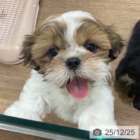 埼玉県のシーズー (ペッツワン 吉川美南店/2025年10月23日生まれ/男の子/ゴールドホワイト)の子犬の3枚目の画像