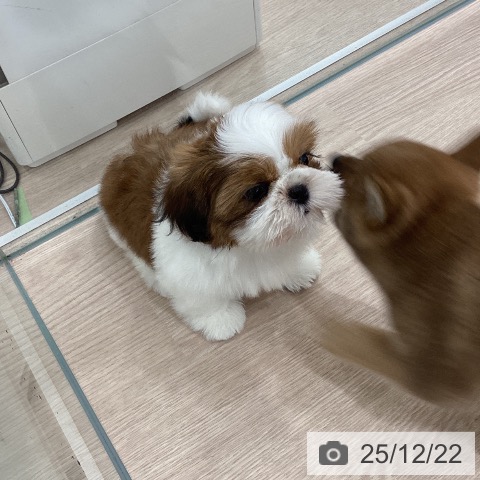 埼玉県のシーズー (ペットプラス 川口店/2025年10月23日生まれ/男の子/ゴールドホワイト)の子犬の4枚目の画像