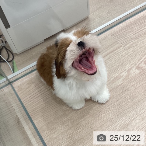 埼玉県のシーズー (ペットプラス 川口店/2025年10月23日生まれ/男の子/ゴールドホワイト)の子犬の3枚目の画像