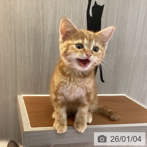 埼玉県のアメリカンショートヘアー (ペットプラス イオンモール春日部店/2025年10月19日生まれ/男の子/レッドタビー)の子猫の4枚目の画像