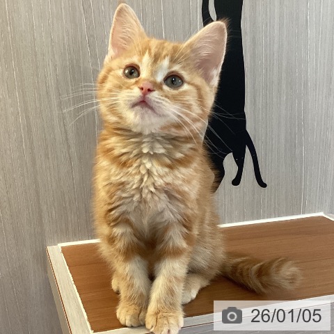 埼玉県のアメリカンショートヘアー (ペットプラス イオンモール春日部店/2025年10月19日生まれ/男の子/レッドタビー)の子猫の3枚目の画像