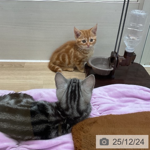 埼玉県のマンチカン (ペットプラス ららぽーと新三郷店/2025年10月20日生まれ/女の子/レッドタビー)の子猫の3枚目の画像